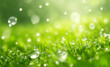 canvas print picture - A natural green grass with water drops background.