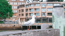 A Pigeon Stands By The Harbor, Gazing Into The Distance