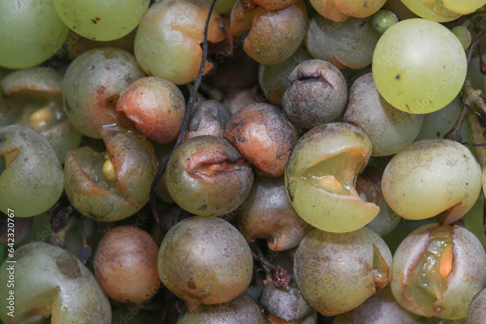 Detail of Powdery mildew or oidium of grapes, Plasmopara viticola ...