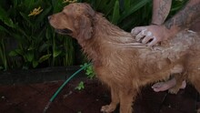 Close-up Of A Man Washing His Golden Retriever Dog, In The Frame Are Male Hands And The Muzzle Of A Smiling Dog. Shampoo For Washing Dogs With Rich Foam, Care Treatments For Pets.