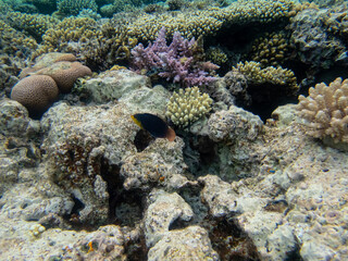 Fabulously beautiful inhabitants of the coral reef in the Red Sea