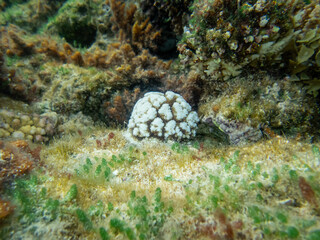 Fabulously beautiful inhabitants of the coral reef in the Red Sea