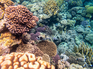 Fabulously beautiful inhabitants of the coral reef in the Red Sea