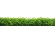 greenery field background grow sod springtime isolated plant isolated spring grass natural spring turf green meadow lawn grass garden grass dirtied green background nature white field summer fresh