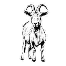 Goat Vector Animal Illustration For Design. Sketch Tattoo Design On White Background