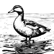 Duck Vector Animal Illustration For Design. Sketch Tattoo Design On White Background