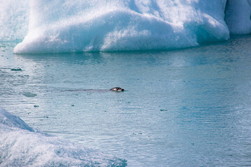 Poster - A seal in the middle of a glacial lake between melting ice floes a consequence of climate change, threatened habitat for the animals, glacial lake in Iceland