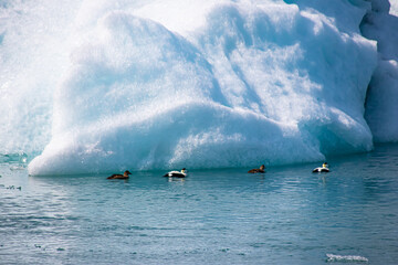 Wall Mural - Ice floes in a glacial lake in Iceland, the climate crisis in northern Europe, glacial melting, Ducks swimming in the glacial lake