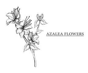 Wall Mural - azalea flower vector sketch illustration. Hand drawn tropical floral and natural design elements. isolated white background.