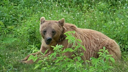 brown bear in natural green forest meadow. bear (ursus arctos) wildlife scene.