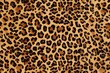 animal africa fur orange hair horizontal fake print leopard cheetah skin nobody background cat leopard yellow pattern skin textured fluffy spotted camouflage design hide animal background big full