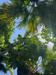 Wall Mural - Beautiful tropical trees with green leaves against blue sky, bottom view