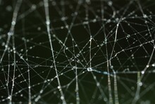Cobweb With Water Drops On Dark Background. Macro Photography