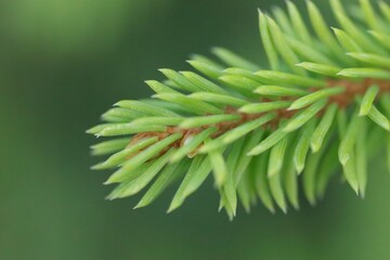 Wall Mural - Branch of fir tree on blurred background, macro view