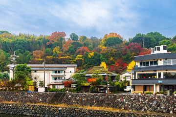 日本宇治紅葉2022