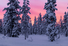 Colorful sunset over conifer forest