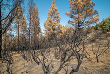 View Of   Pine Forest In Highlands Of Galdar Burned After The 2019 Fire. Gran Canaria. Canary Islands