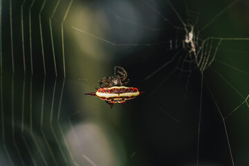 macro shot of a crab spider