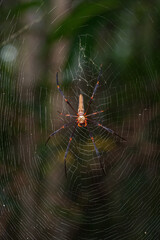 Golden Orb Spider macro shot