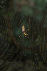 Golden Orb Spider macro shot