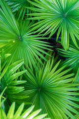 Sticker - Beautiful bright palm leaf closeup for texture or background. Amazing nature macro. Tropical palm leaves, floral pattern. Fresh green natural pattern. Relaxing peaceful tropical lush foliage wallpaper