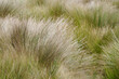 © ADDICTIVE STOCK - Dry lush grass growing in field