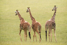 Herd Of Giraffes Walking On Grassy Terrain