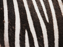 Zebra With Black And White Stripes Texture