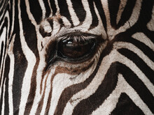 Close Up Of Zebra Grazing Eyes