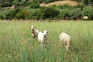 Wall Mural - Herd of Sheep on the green grass near the Sea Coast. Sardinia, Italy