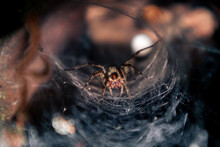Creepy Spider Sits In Its Web Lair. Spider In A Cobweb Hole. A Large Brown Spider Waits For Prey On Its Web