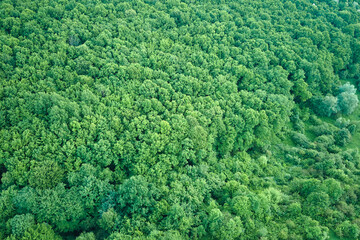 Sticker - Top down flat aerial view of dark lush forest with green trees canopies in summer