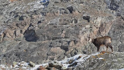 Wall Mural - On a sunny day, Alpine chamois in the autumn season (Rupicapra rupicapra)