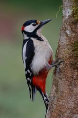 Sticker - Male Great Spotted Woodpecker (Dendrocopos major)