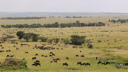 Wall Mural - Great Mirgration, Wildebeest ans Zebras in Serengeti National Park, Tanzania, Africa