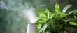 Air purifier and humidifier provides cold steam to hydrate green houseplants contributing to a healthy lifestyle by ensuring care and moisture in dry air as well as fresh air cleanliness and du
