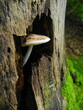 Ein giftiger Pilz im Baumstamm