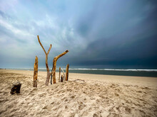 Dark Black Storm Clouds Out At Sea Approach A Sandy Beach In France, With Various Large Branches Standing Upright.