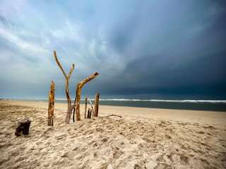 Wall Mural - Dark black storm clouds out at sea approach a sandy beach in France, with various large branches standing upright.