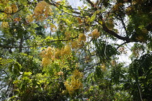 Cassia Fistula, Golden Shower Tree Beautiful Yellow Flowers  Decorative Tree In Florida
