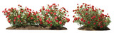Fototapeta Las - Cutout flowering bush isolated on transparent background. Red rose shrub for landscaping or garden design