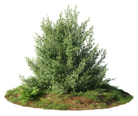 Wall Mural - cutout bush. green foliage isolated on transparent background. plant for garden design or landscapin