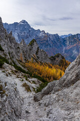 Wall Mural - Foliage in the woods of Julian Alps