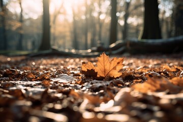 Canvas Print - forest ground full of fallen leaves in autumn under sunset light