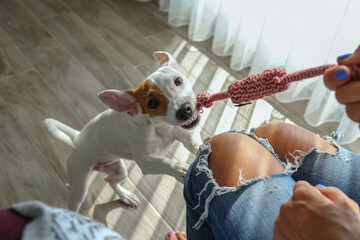 Wall Mural - POV, young woman playing tug with funny looking Jack Russell Terrier puppy. Small smooth coated dog with chewing rope for pets at home. Close up, copy space, background.