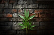 Cannabisblatt vor Ziegelwand 