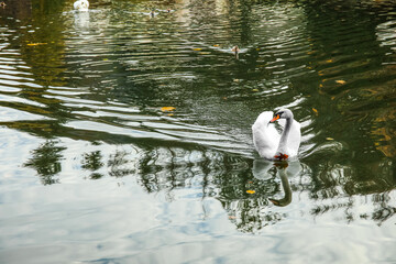 Sticker - White swan swimming in lake on autumn day