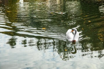 Canvas Print - White swan swimming in lake on autumn day