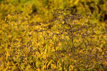 Wall Mural - Bush with yellow leaves in autumn forest, closeup