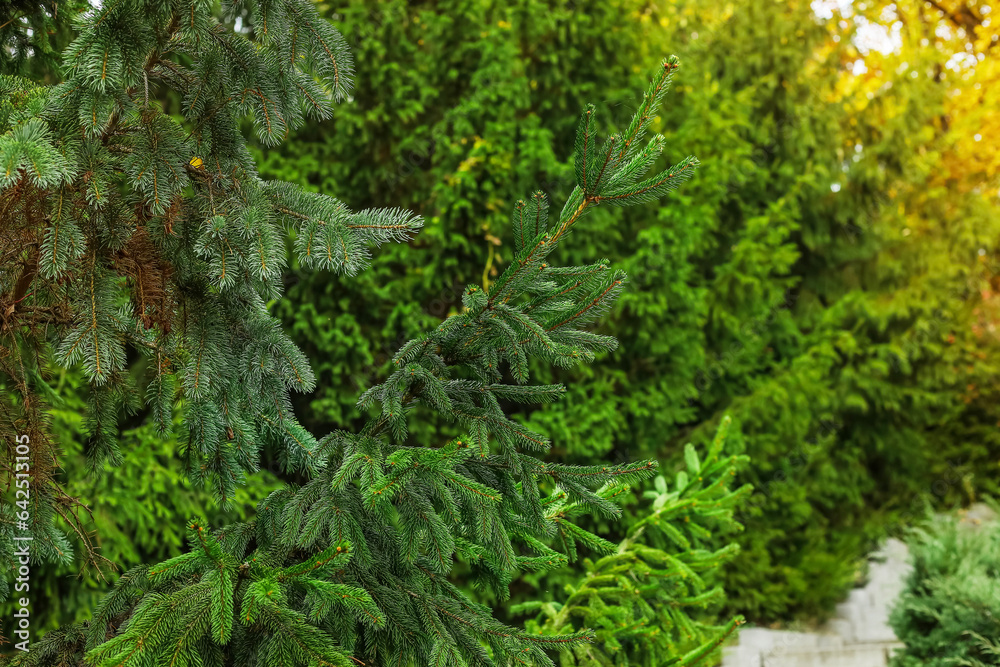 Beautiful fir tree in autumn forest, closeup